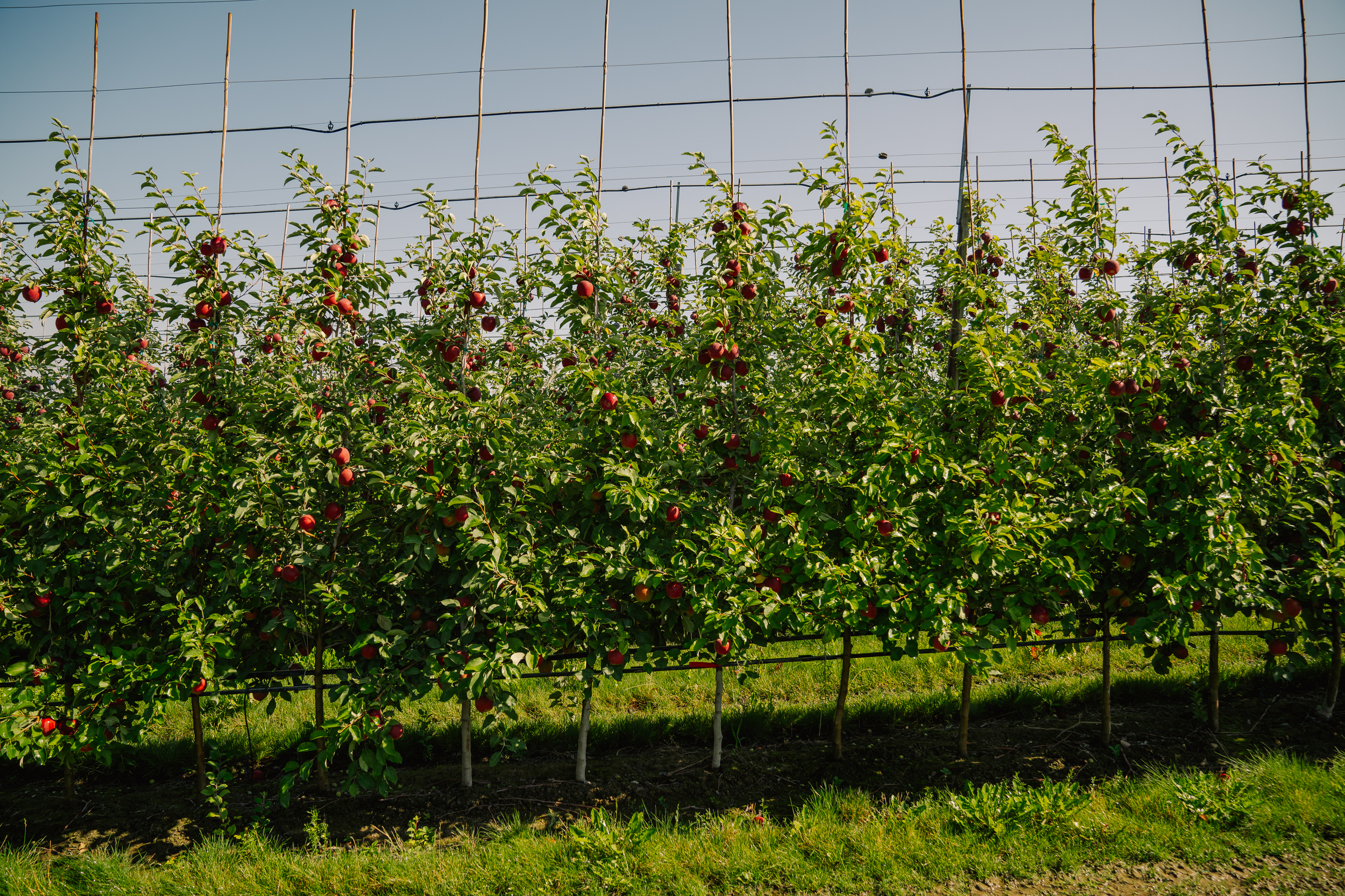 Rows of Linda Fruit apple trees heavy with fruit